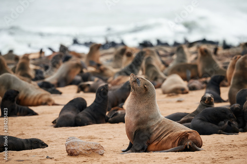 Sea lion on the beach in Namibia.