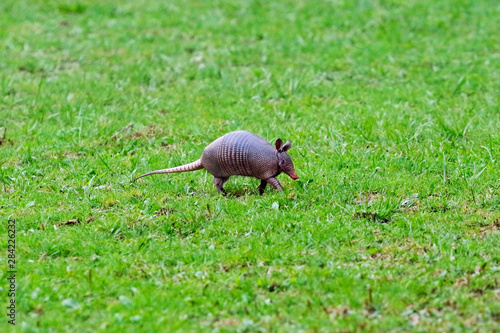 A close up of an armadillo walking trough a grass field. photo