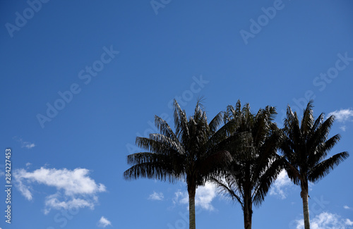 Colombian Quindio wax palm trees  blue sky  northern Andes Mountains