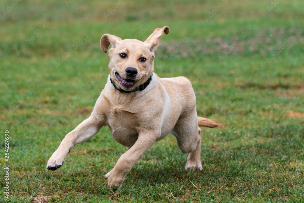 Excited Yellow Labrador puppy showing great enthusiasm while running full speed at dog park.