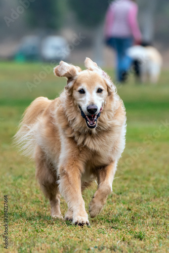 Happy and excited Golden Retriever has long hair blowing in wind while running across dog park grass.