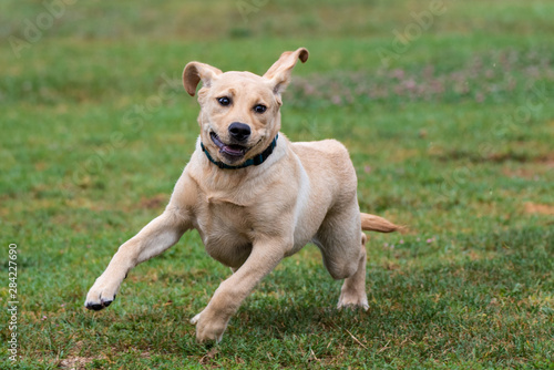 Excited Yellow Labrador puppy showing great enthusiasm while running full speed at dog park.