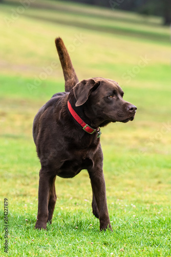 Chocolate Labrador dog standing alert in grass at park with attention and eyes to right.