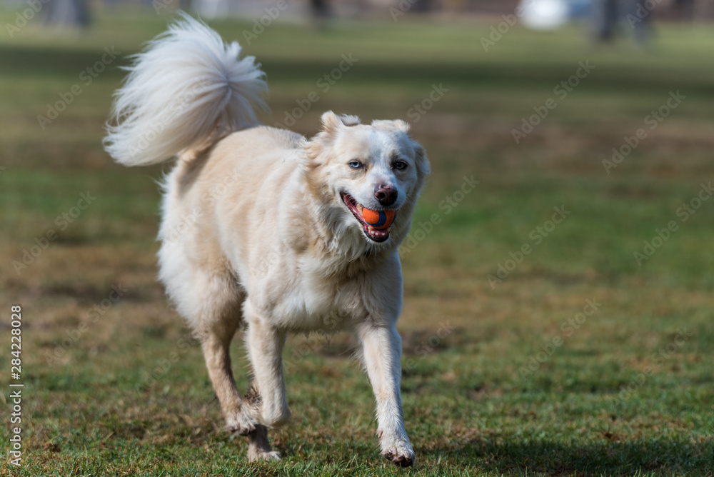 Tired Australian Shepard dog jogging with ball in mouth with smile on face. Tired Australian Shepard dog jogging with ball in mouth with smile on face.