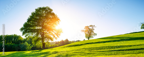 samotne-drzewo-na-zielonej-lace-tetniacy-zyciem-wiejski-krajobraz-z-niebieskim-niebem