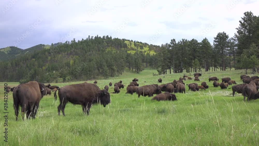 Wildlife with Bison grazing large green field 4k Wildlife with Bison grazing large green field 4k