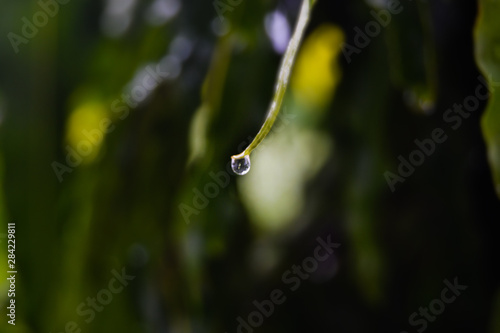 leaf with drops of water © Almal