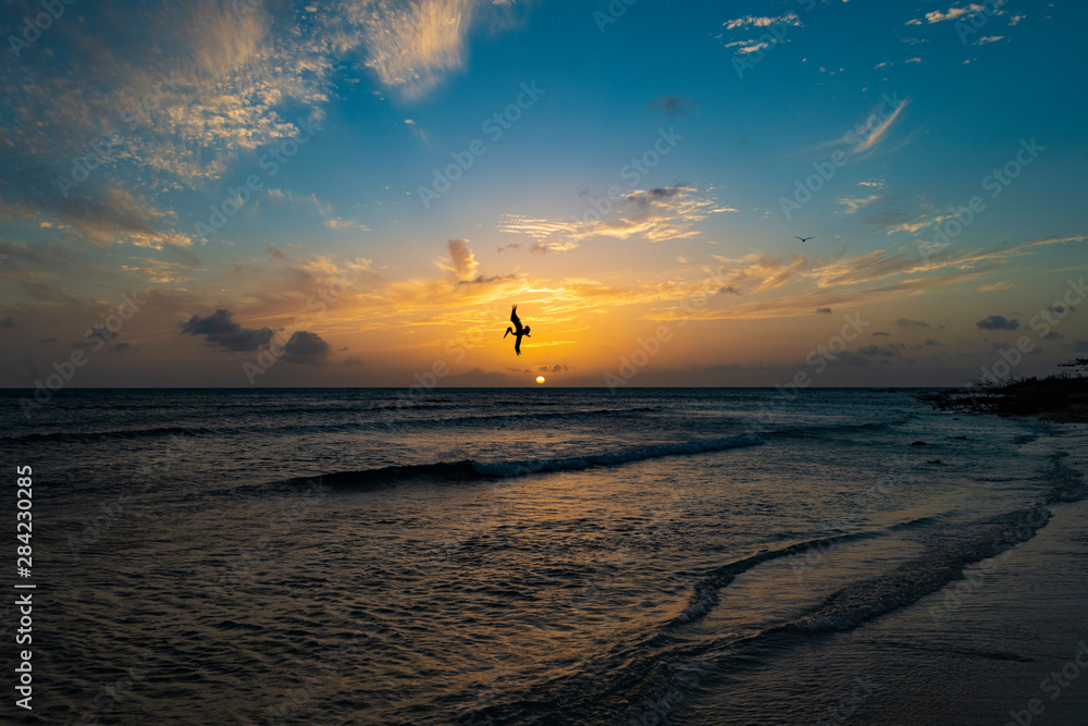 Pelican in an Aruba Sunset