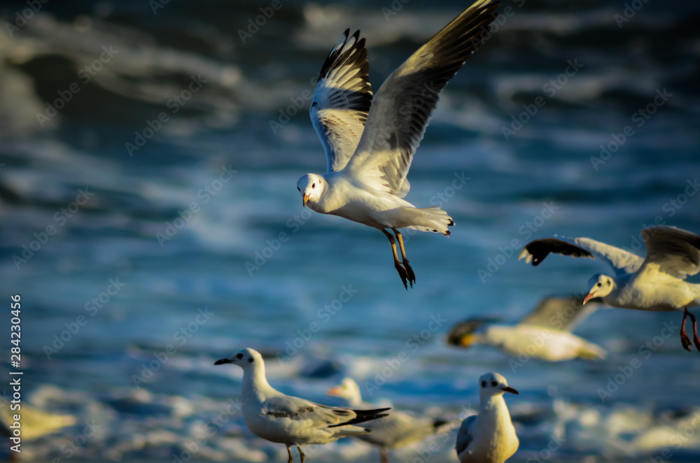 Seagulls in their habitat flying on the beach Seagulls in their habitat flying on the beach