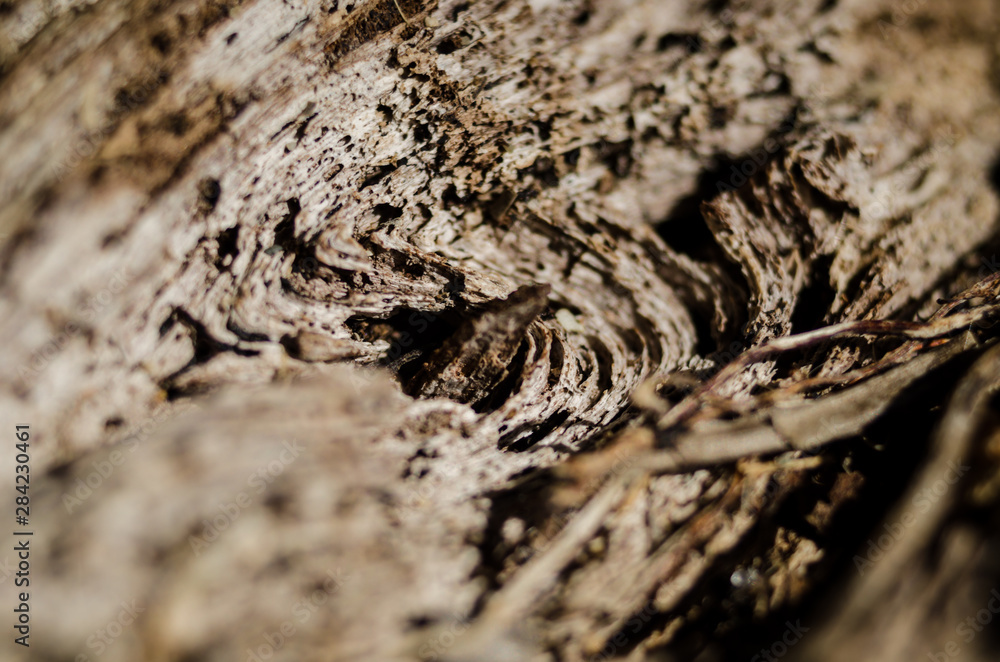 Texture of broken trunk close up Texture of broken trunk close up