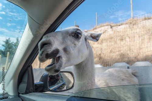 Llama aggressively sticking head through car window