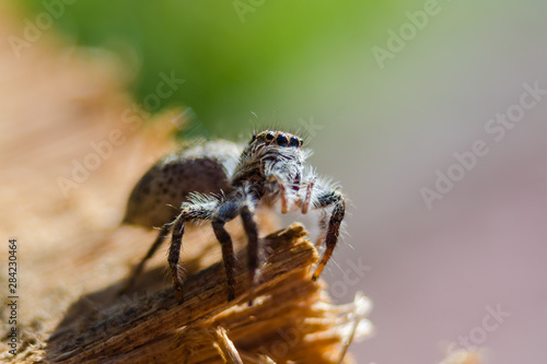 Small spider on wood - close up