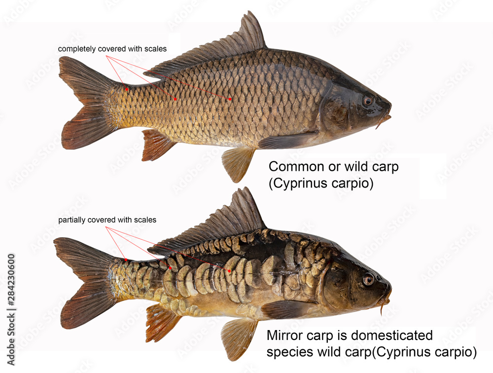 differences between common carp and mirror carp Stock Photo Adobe Stock