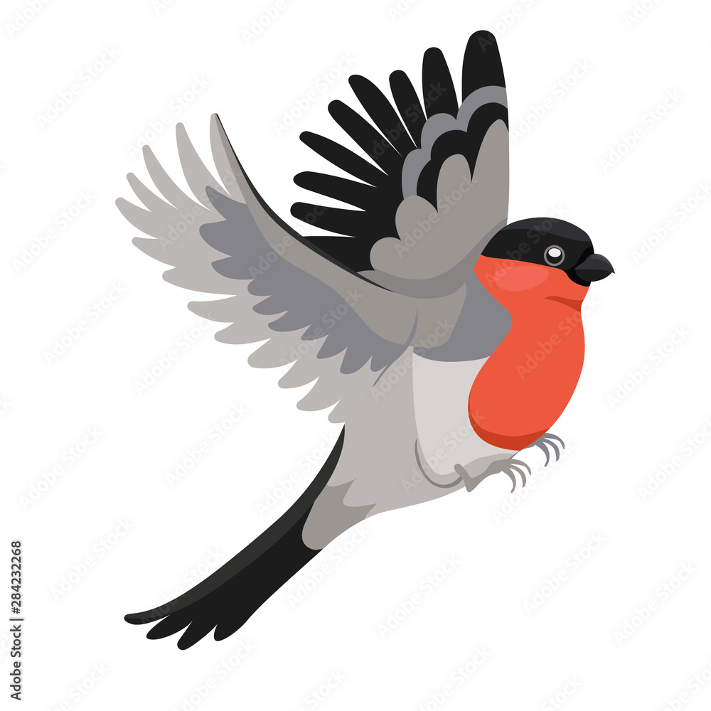 Bullfinch bird Isolated on a white background. Vector graphics Bullfinch bird Isolated on a white background. Vector graphics