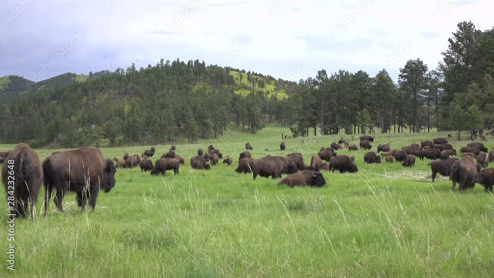 Large field of Bison relaxing and grazing 4k Large field of Bison relaxing and grazing 4k