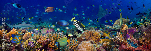 Canvas Print underwater coral reef landscape wide 3to1 panorama background  in the deep blue