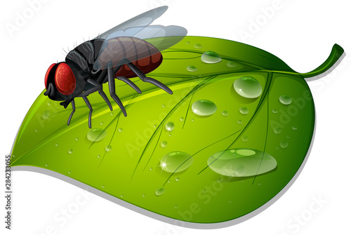 Fly on green leaf on white background