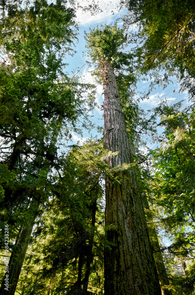 Fototapeta premium Lush green of Giant Trees Rainforest in the Cathedral Grove on Vancouver Island, MacMillan Provincial Park Canada