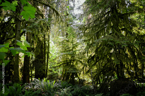 Lush green of Giant Trees Rainforest in the Cathedral Grove on Vancouver Island, MacMillan Provincial Park Canada