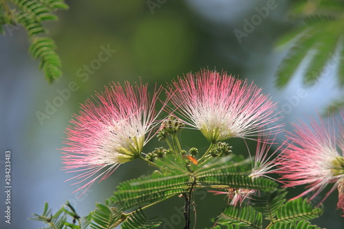 合歓の木の花　Persian silk tree