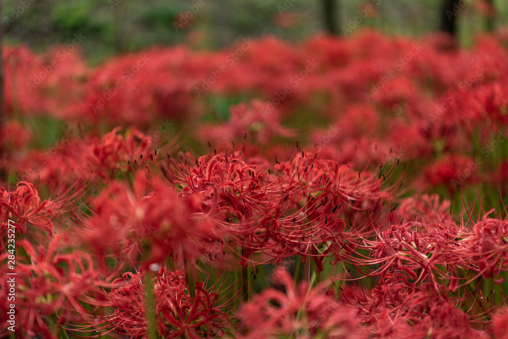 Lycoris radiata. Full blooming Red spider lily flowers in the garden. Autumn in Japan. Lycoris radiata. Full blooming Red spider lily flowers in the garden. Autumn in Japan.