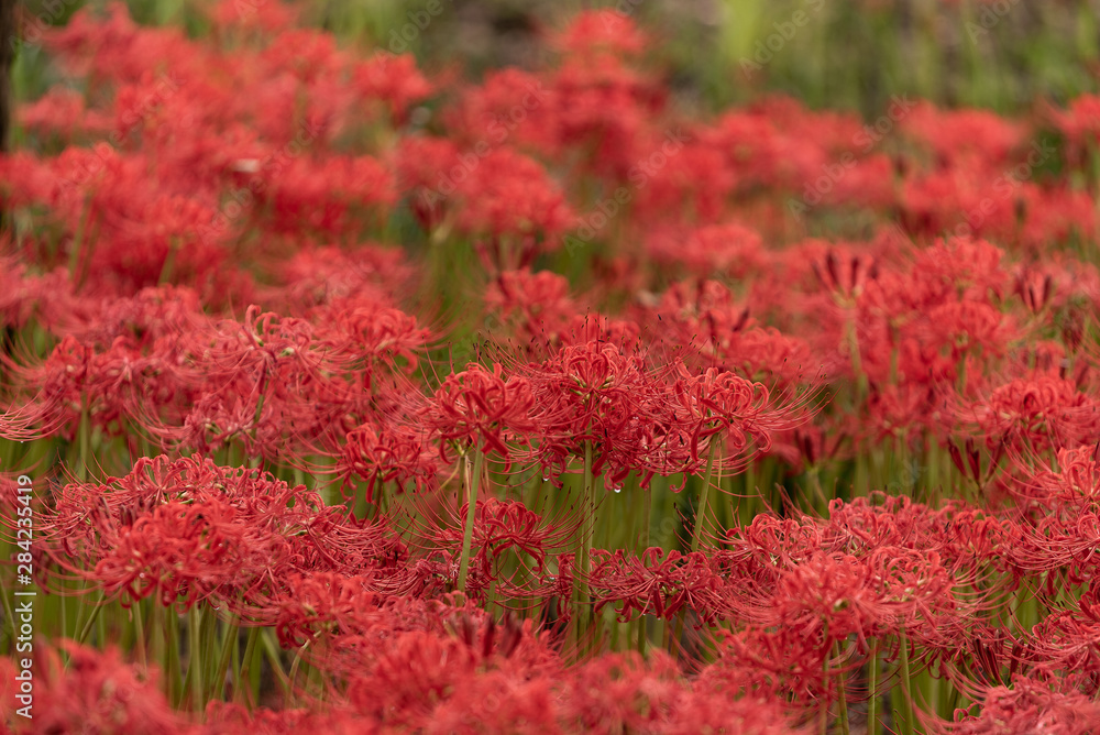 Lycoris Radiata flower. Lycoris Radiata flowers bloom densely in the garden. Autumn in Japan. Lycoris Radiata flower. Lycoris Radiata flowers bloom densely in the garden. Autumn in Japan.