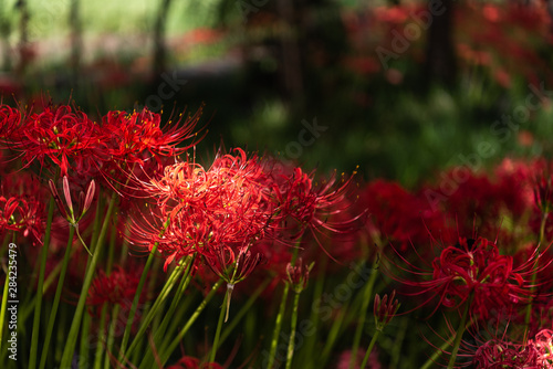 Red spider lily. Lycoris radiata flowers are blooming in the sun light. Autumn in Japan