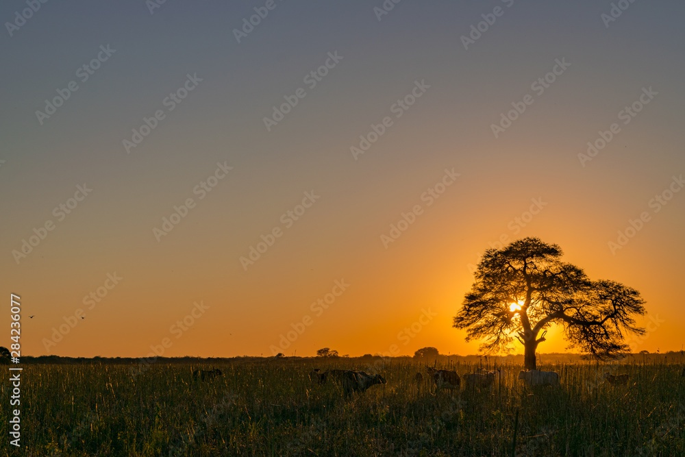 Fototapeta premium Atardecer, Árbol Tapando el Sol, Algarrobo