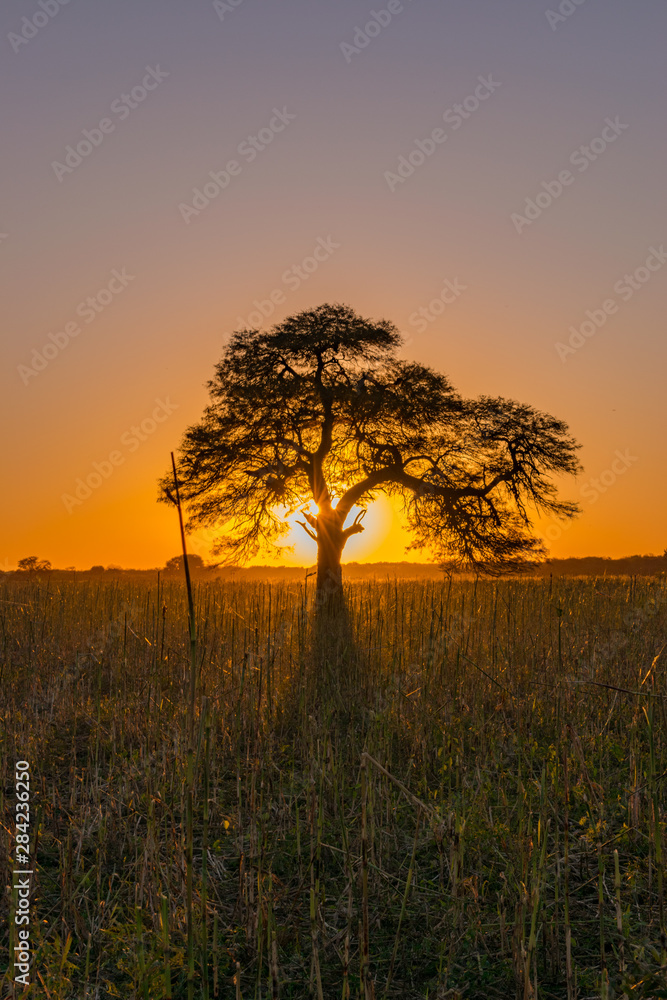 Atardecer, Árbol Tapando el Sol, Algarrobo