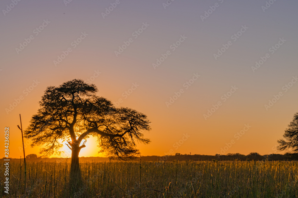 Atardecer, Árbol Tapando el Sol, Algarrobo