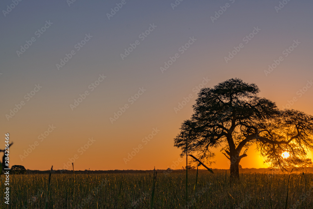 Fototapeta premium Atardecer, Árbol Tapando el Sol, Algarrobo