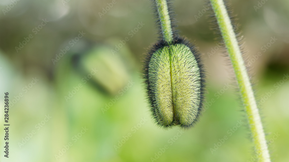Beautiful green poppy bud with selective focus on blurred nature background. Fluffy poppies flower on a field with light green background. Spring time concept. Blooming summer flowers with tender bud Beautiful green poppy bud with selective focus on blurred nature background. Fluffy poppies flower on a field with light green background. Spring time concept. Blooming summer flowers with tender bud