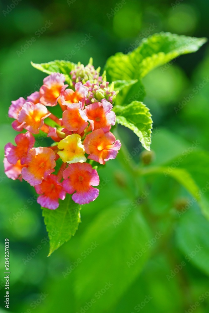 Yellow, orange and pink lantana flowers Yellow, orange and pink lantana flowers
