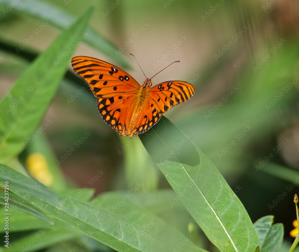Obraz premium Orange Gulf Fritillary Butterfly on a Green Leaf at Sunken Gardens in St. Petersburg, Florida