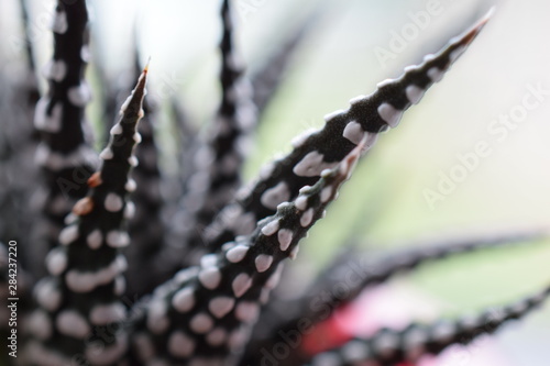 Closeup of Succulent