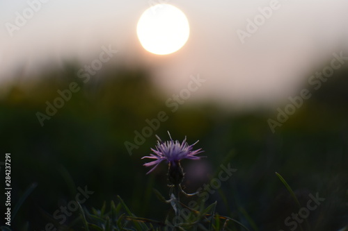 Flower field at Sunset