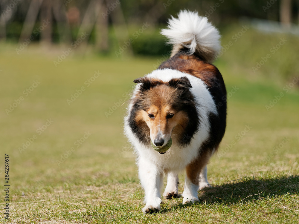 Running Shetland sheepdog with tennis ball in mouth in sunny green grass field, happy dog playing retrieve game.