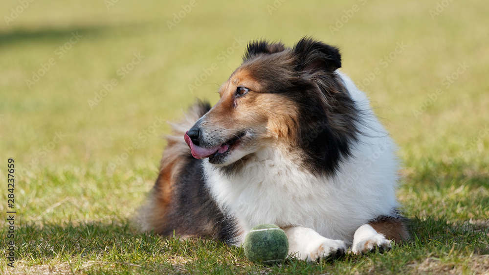 Cute Shetland sheepdog lying down in shadows, rest after retrieve ball game.