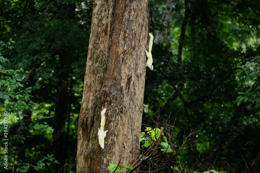 Funny young squirrel in a national park at a riany day. Small rodent is holding nuts in small hands. Portrait for fluffy White squirrel. Little squirrel has lunch on the ground.