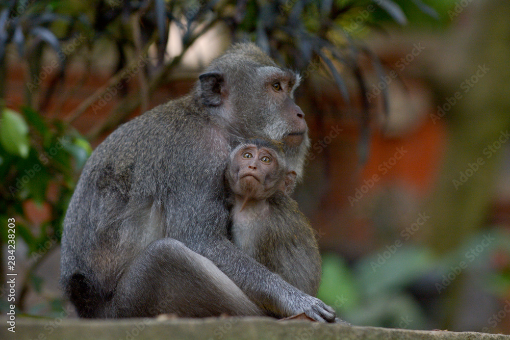 Balinese long-tailed Crab-eating macaque monkey mother and infant in Ubud Bali Indonesia