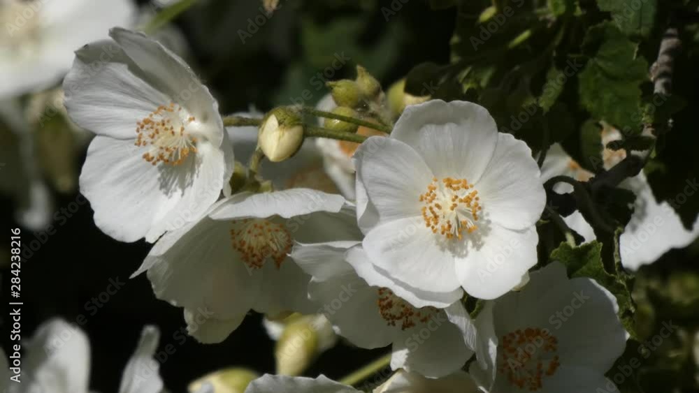 white mock orange blossoms in the sun white mock orange blossoms in the sun