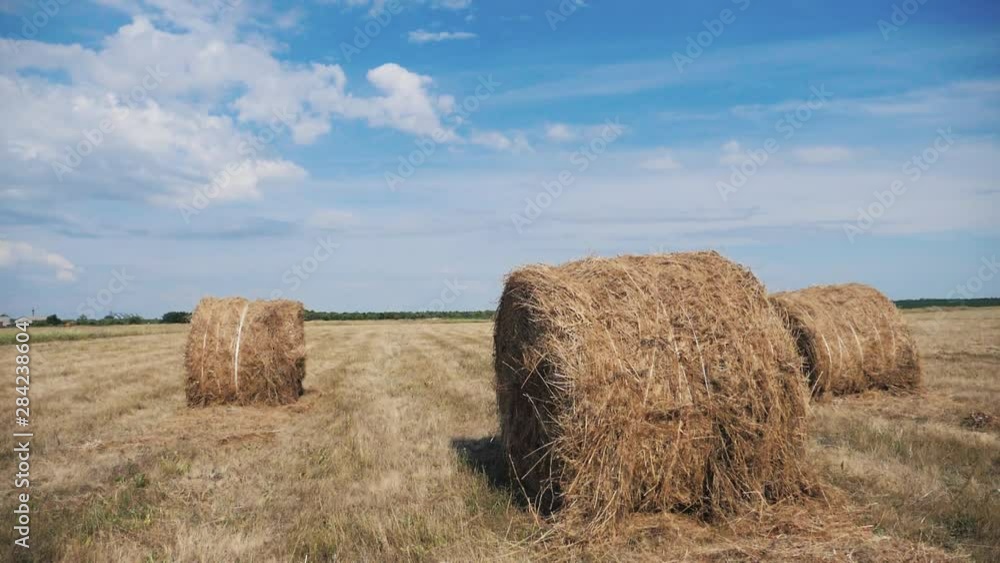 agriculture farming concept slow motion video. haystacks on wheat field under the beautiful blue cloudy sky. Agriculture field with sky. Rural nature in the farm land. lifestyle Straw on the meadow agriculture farming concept slow motion video. haystacks on wheat field under the beautiful blue cloudy sky. Agriculture field with sky. Rural nature in the farm land. lifestyle Straw on the meadow