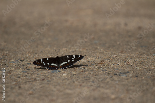 Butterfly parsley Chetverikova