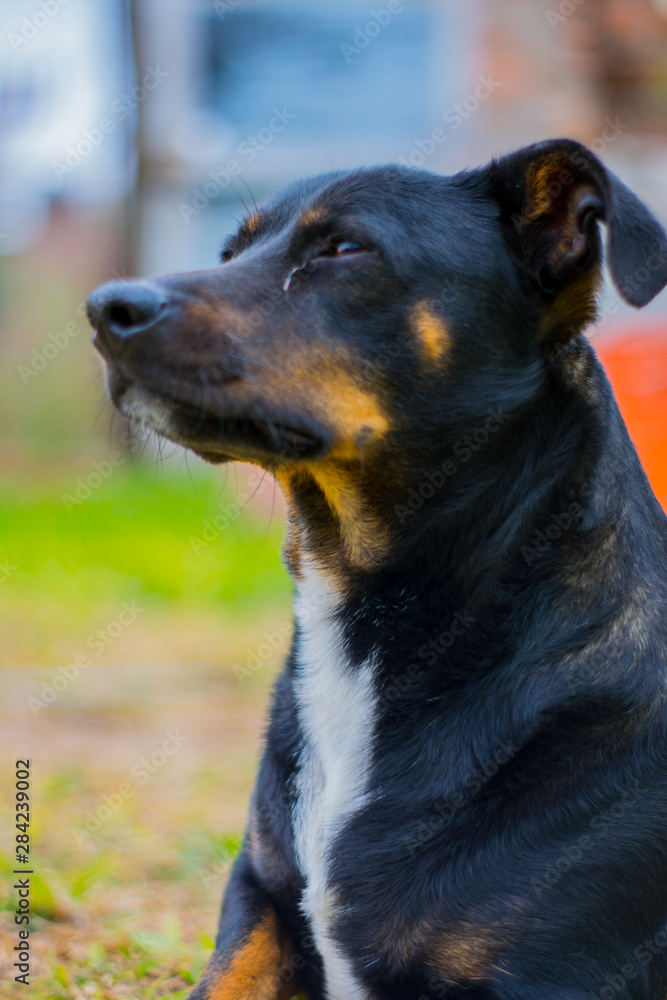 Perro Cruce de Salchicha - Mascota Perro Cruce de Salchicha - Mascota