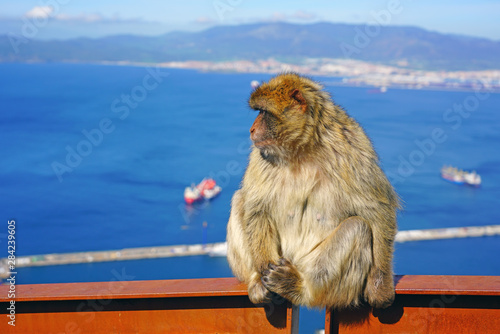 View of a wild Barbary Macaque monkey at the top of the Rock of Gibraltar © eqroy