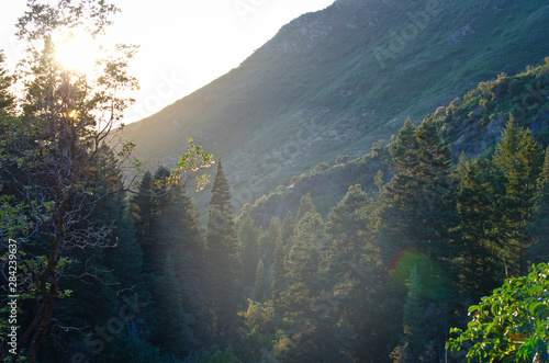 The sun light glowing through the wooden pines and forest life in the canyon. 