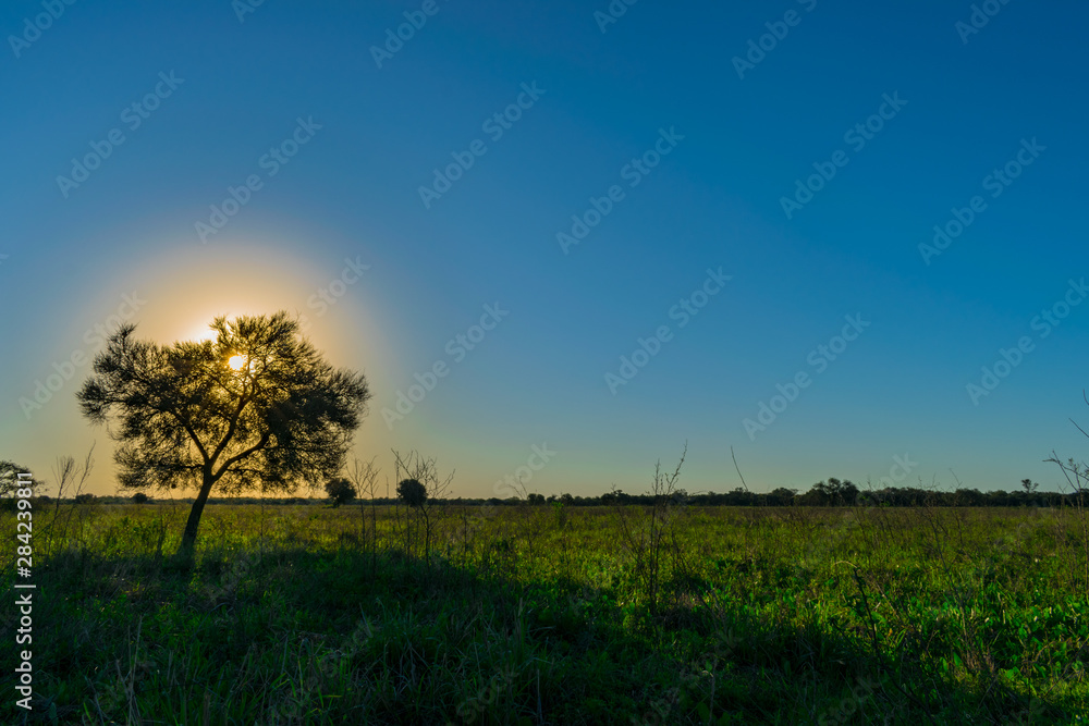 Obraz premium Caranda Tapando el Sol al Atardecer