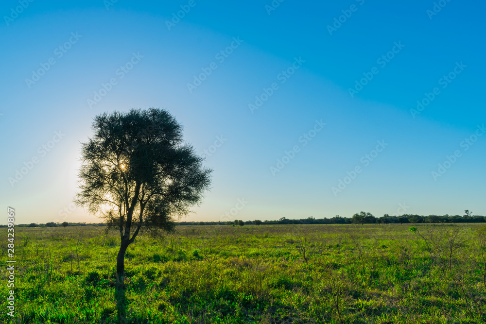 Fototapeta premium Caranda Tapando el Sol al Atardecer