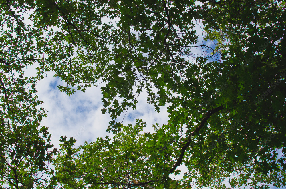 Sitting under the green park tree leaves and branches in the summer. Sitting under the green park tree leaves and branches in the summer.