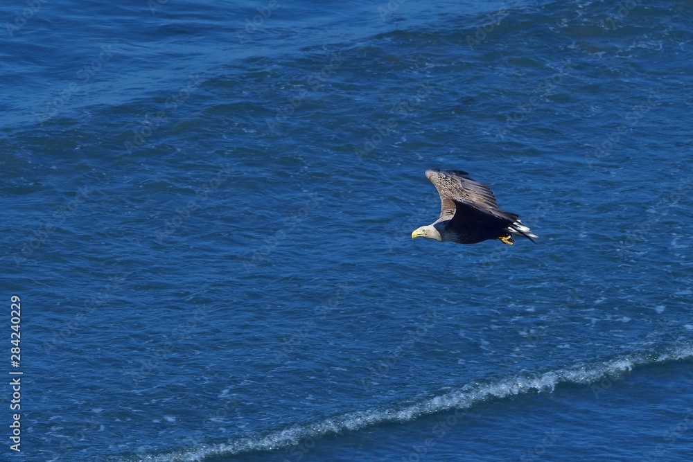 海をバックに悠然と飛ぶオジロワシ